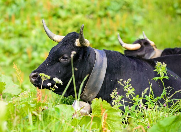 Vaca nos alpes