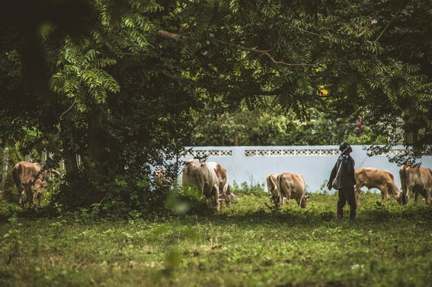 Foto vaca num campo