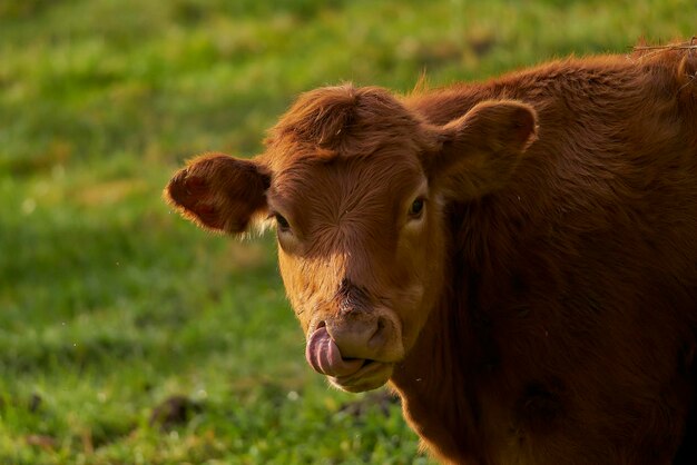 Foto vaca num campo