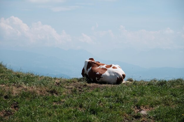 Foto vaca num campo