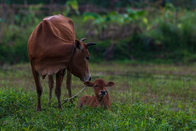 Vaca num campo.