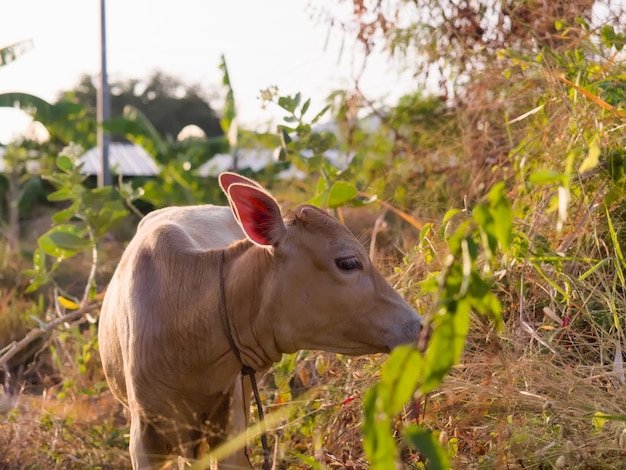 Foto vaca num campo