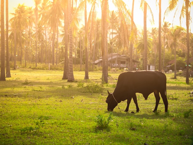 Vaca o ganado que pasta la hierba verde en una granja de la pradera con el fondo de los árboles de coco