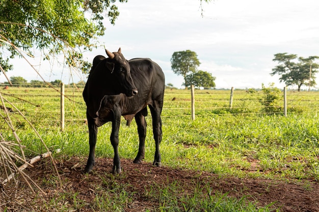 vaca oscura adulta