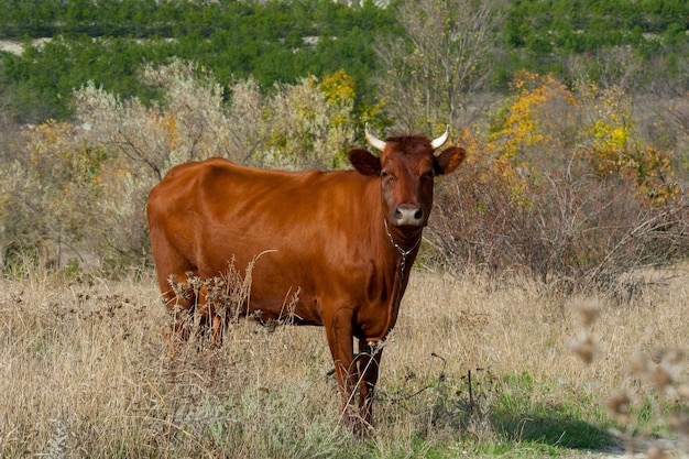 Vaca oscura sobre un fondo de naturaleza