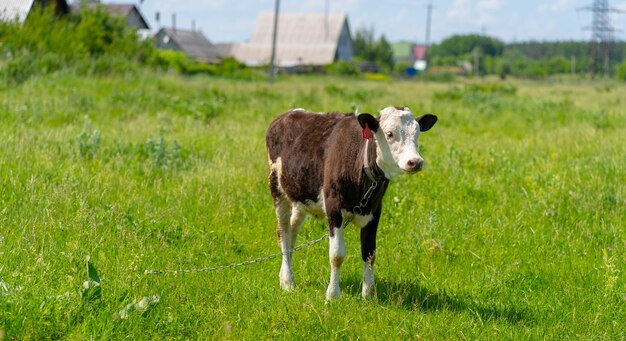 Una vaca pasta en un campo en un día de verano Vaca en el pasto Una vaca joven pasta en un prado verde