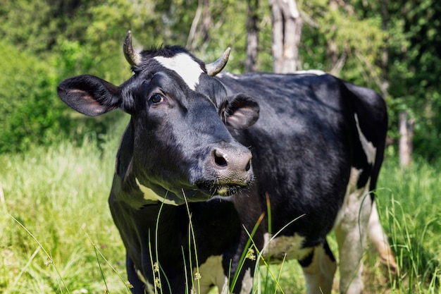 Foto una vaca pasta en la hierba en la naturaleza.