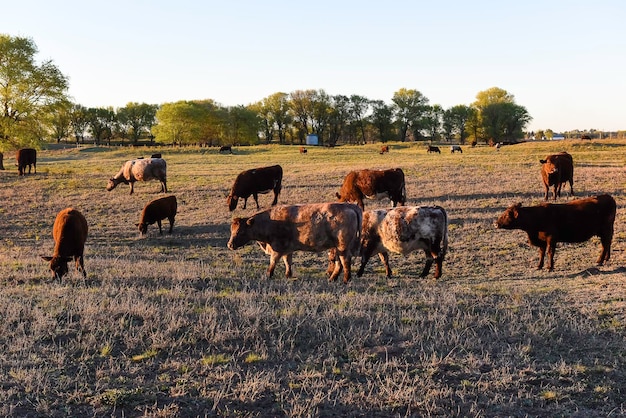 Vaca pastando en la campiña pampeana La Pampa Argentina