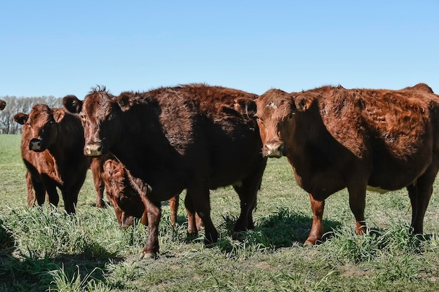 Vaca pastando en la campiña pampeana La Pampa Argentina