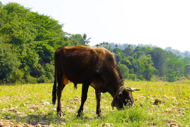 Foto una vaca pastando en un campo con árboles al fondo.