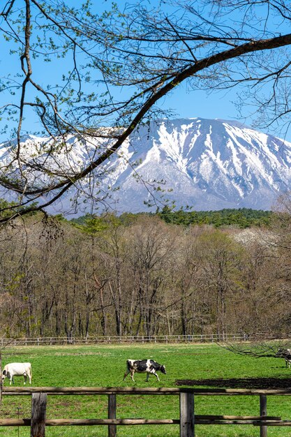 Vaca pastando en un campo verde con flores de cerezo