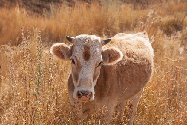 Vaca pastando en el campo