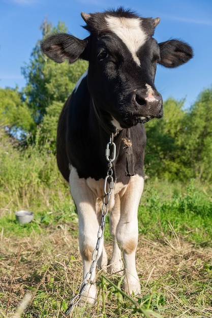 Vaca pastando em campo com grama verde