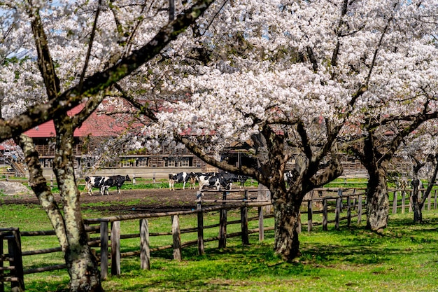 Vaca pastando em campo verde com flores de cerejeira