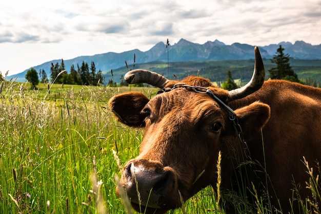 Vaca pastando em prado com montanhas Tatras ao fundo