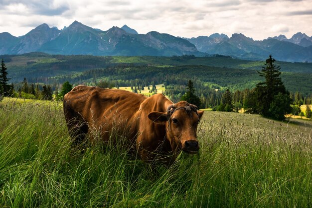 Vaca pastando em prado com montanhas Tatras ao fundo