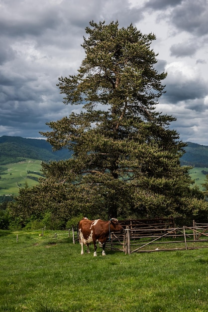 Vaca pastando em prados verdes nas montanhas Pieniny, na Polônia, na primavera