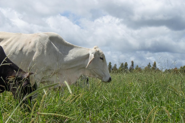 Vaca pastando en un gran pasto verde