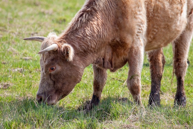 Vaca pastando en humedales en Essex