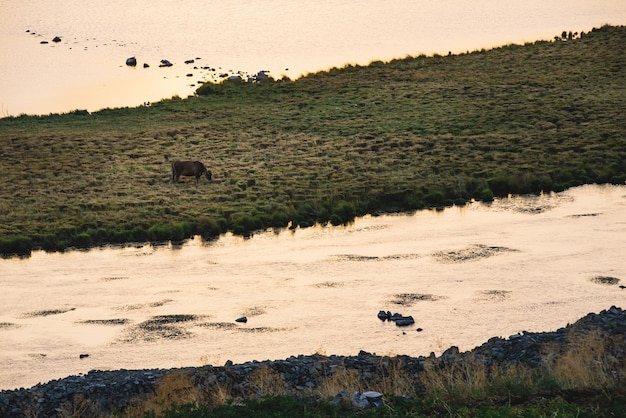 Vaca pastando en la isla del lago