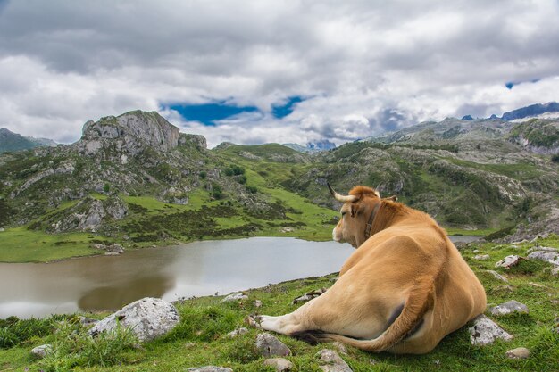 Vaca pastando en los lagos de Covadonga Asturias