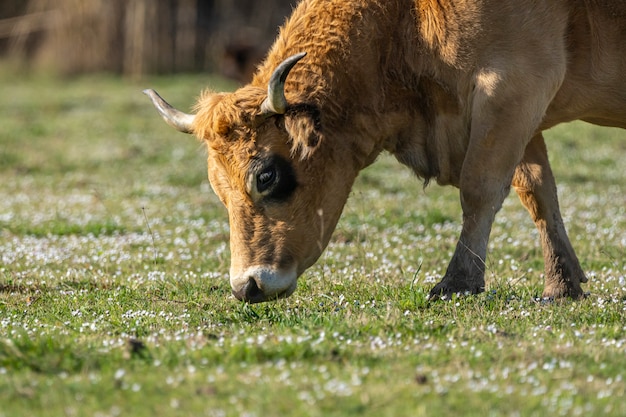 Vaca pastando en las marismas del Ampurdan.