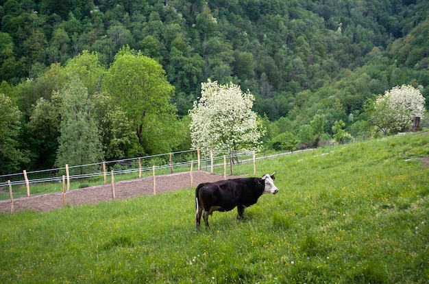 Vaca pastando en el meatdown