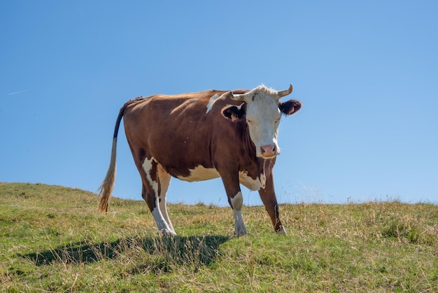 Vaca pastando en la montaña