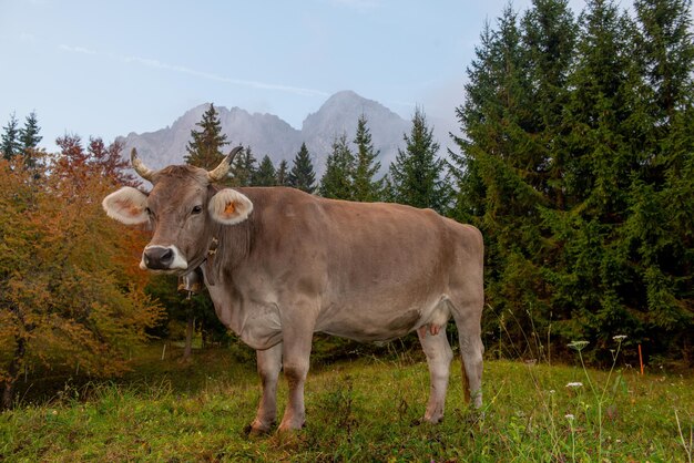 Vaca pastando en la montaña