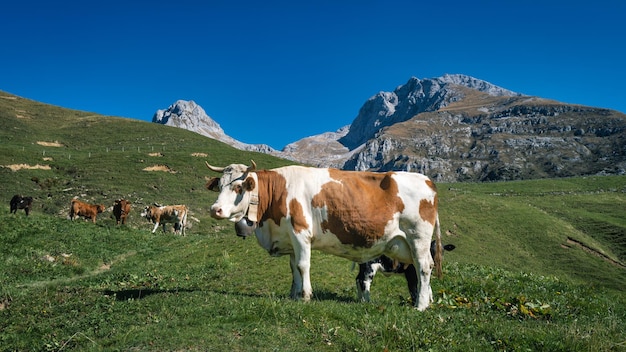 Vaca pastando en las montañas