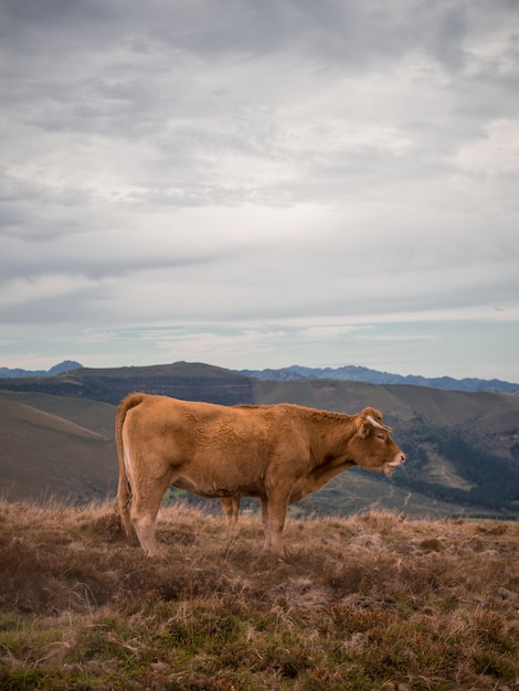 Vaca pastando en las montañas