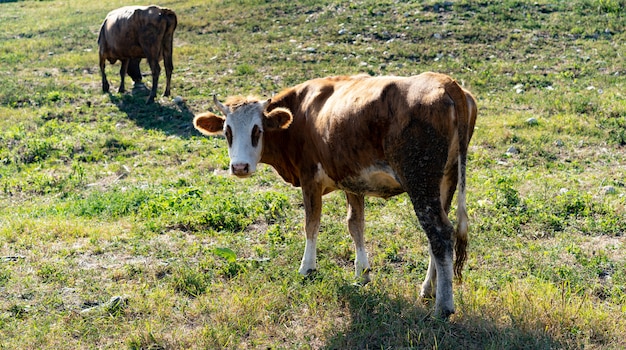 Vaca pastando na grama nas montanhas