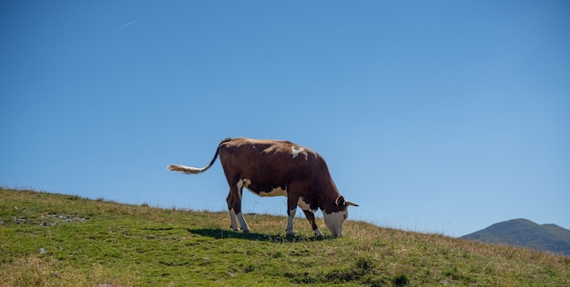 Vaca pastando na montanha