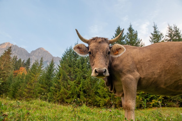 Vaca pastando na montanha