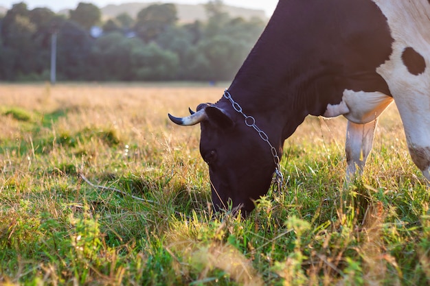 Vaca pastando no campo verde