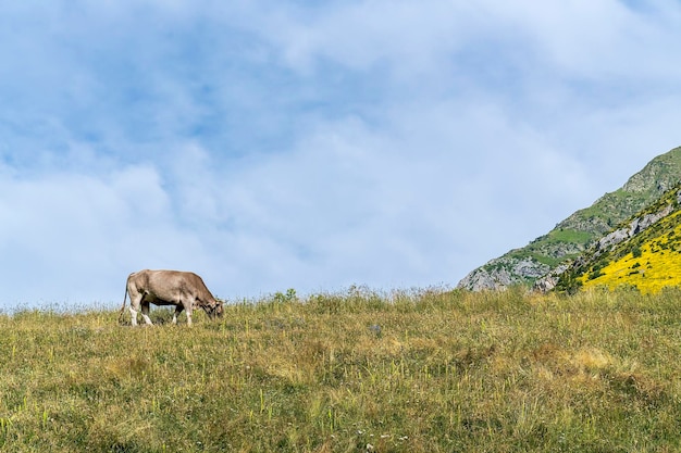 Foto vaca pastando no parque nacional de ordesa e monte perdido