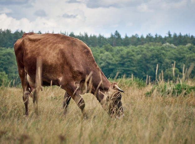 Vaca pastando no pasto.