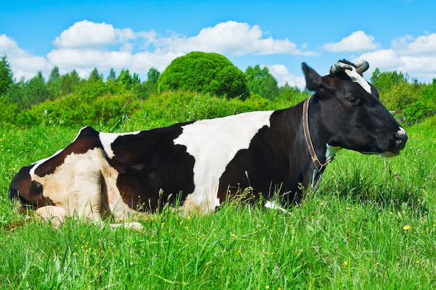 Vaca pastando en el pasto