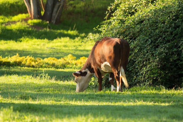 Vaca pastando en pastos verdes