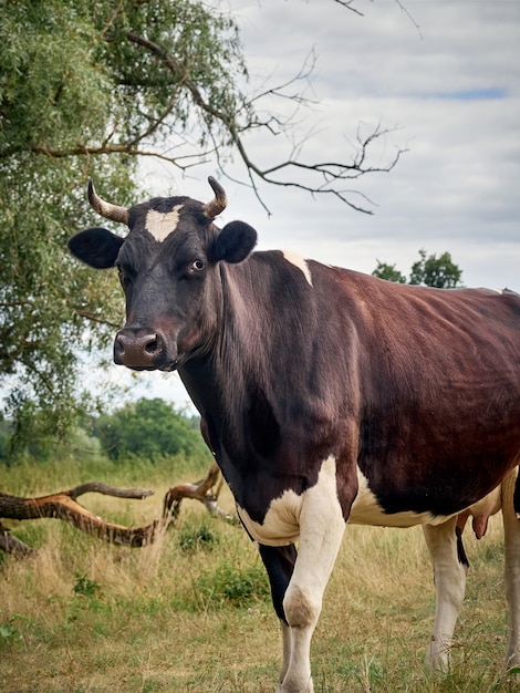 Vaca pastando en pastos.