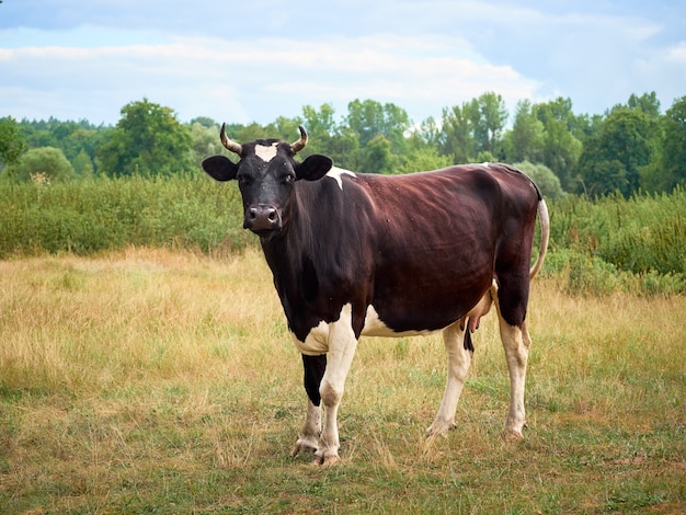 Vaca pastando en pastos.