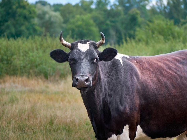 Vaca pastando en pastos.