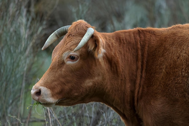 Vaca pastando en un potrero