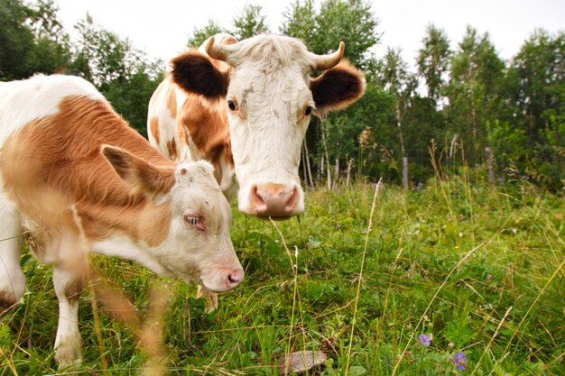 Vaca pastando en un prado verde. el ganado con cuernos grandes se come la hierba. animales de cerca.