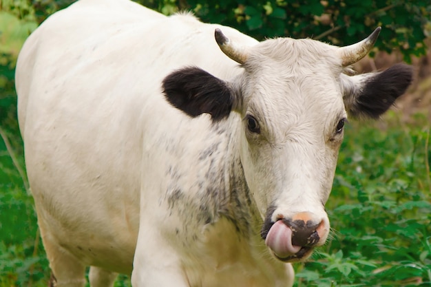 Vaca pastando en un prado verde. el ganado con cuernos grandes se come la hierba. animales de cerca.