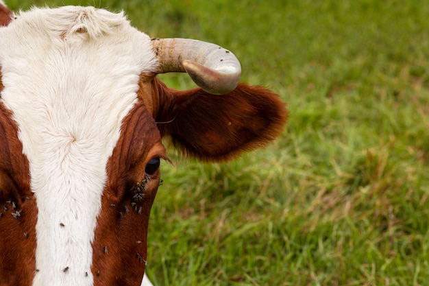 Una vaca pastando en un prado verde