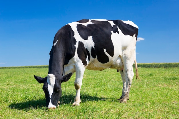 Vaca pastando en un prado