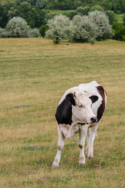 Vaca pastando en el prado