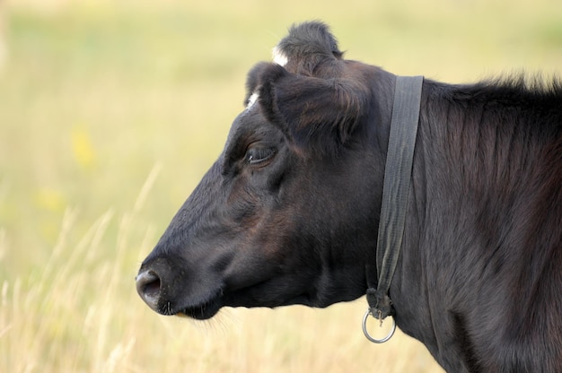 Vaca en pasto comiendo hierba