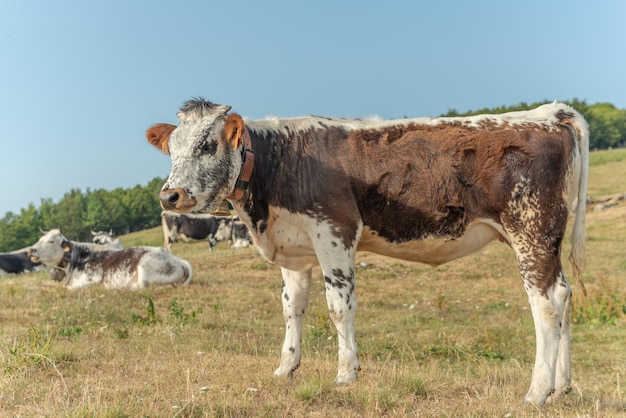 Vaca en un pasto de montaña en verano